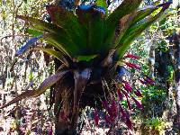 Tillandsia complanata image