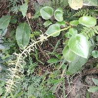 Peperomia peltigera image