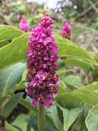 Phytolacca bogotensis image