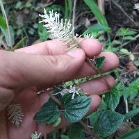 Peperomia fraseri image