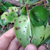 Peperomia peltigera image