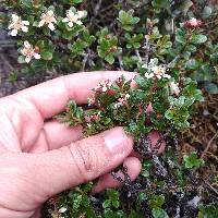 Hesperomeles obtusifolia image