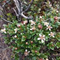 Hesperomeles obtusifolia image