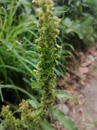 Rumex obtusifolius image