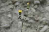 Sonchus oleraceus image