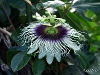 Passiflora edulis image