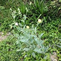 Argemone mexicana image