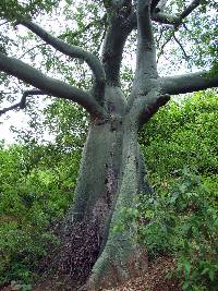 Ceiba trischistandra image