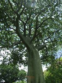 Ceiba trischistandra image