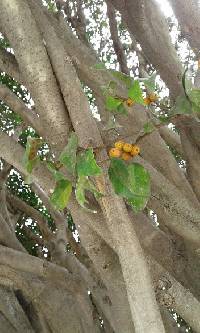 Image of Ficus benjamina