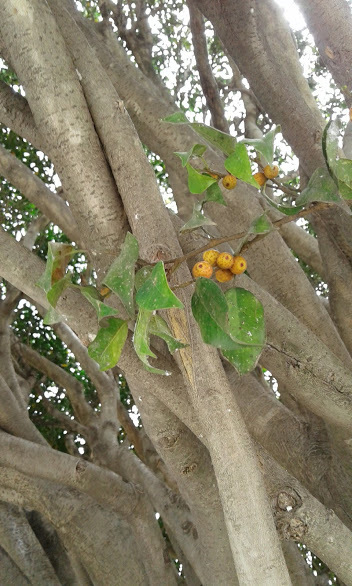 Ficus benjamina image