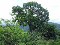 Ceiba trischistandra image