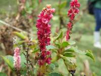 Phytolacca bogotensis image