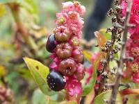 Phytolacca bogotensis image