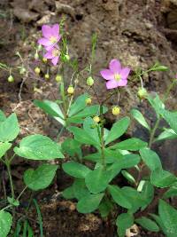 Talinum fruticosum image