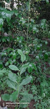 Image of Talinum paniculatum