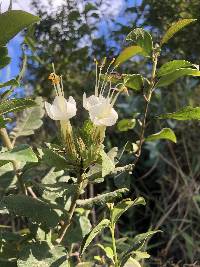 Cantua quercifolia image