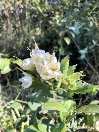 Cantua quercifolia image