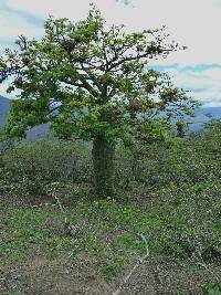 Ceiba trischistandra image