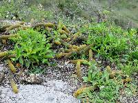 Borzicactus icosagonus image