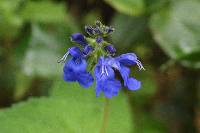 Salvia scutellarioides image