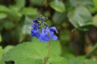 Salvia scutellarioides image