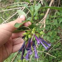 Iochroma cyaneum image