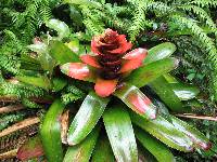 Guzmania gloriosa image