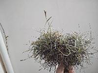 Tillandsia recurvata image