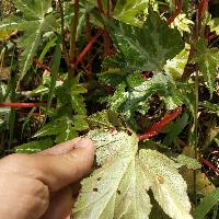 Begonia acerifolia image