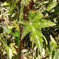 Begonia acerifolia image