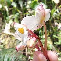 Begonia acerifolia image