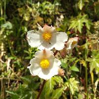 Begonia acerifolia image