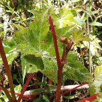 Begonia acerifolia image