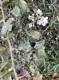 Rubus boliviensis image