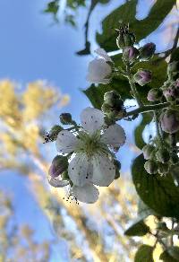 Rubus boliviensis image