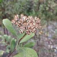 Tessaria integrifolia image