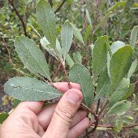 Tessaria integrifolia image