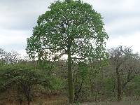 Ceiba trischistandra image