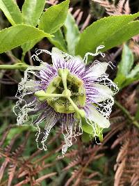 Passiflora edulis image