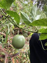 Passiflora edulis image