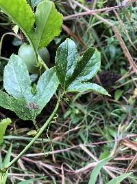 Passiflora edulis image