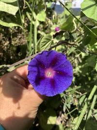 Ipomoea purpurea image