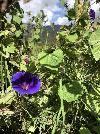 Ipomoea purpurea image