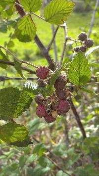 Rubus niveus image