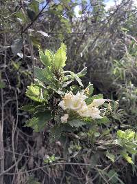 Cantua quercifolia image