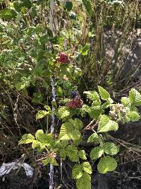 Rubus niveus image