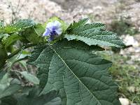 Nicandra physalodes image