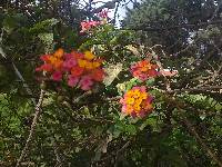 Lantana camara image