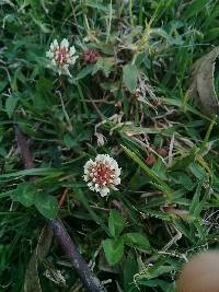 Trifolium repens image